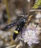 Scolia hirta hirta